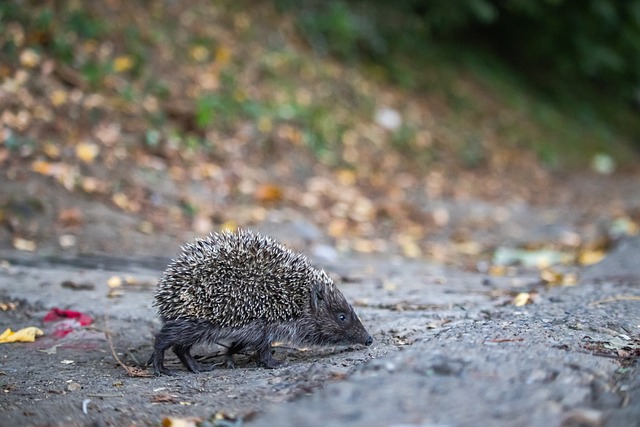 为防守端注 为防守端注