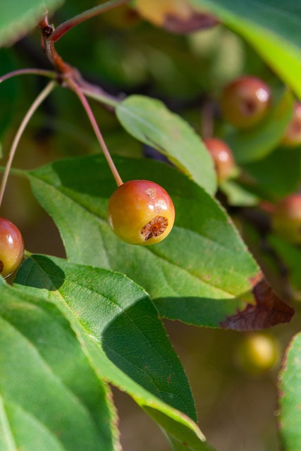 然而录像回 然而录像回