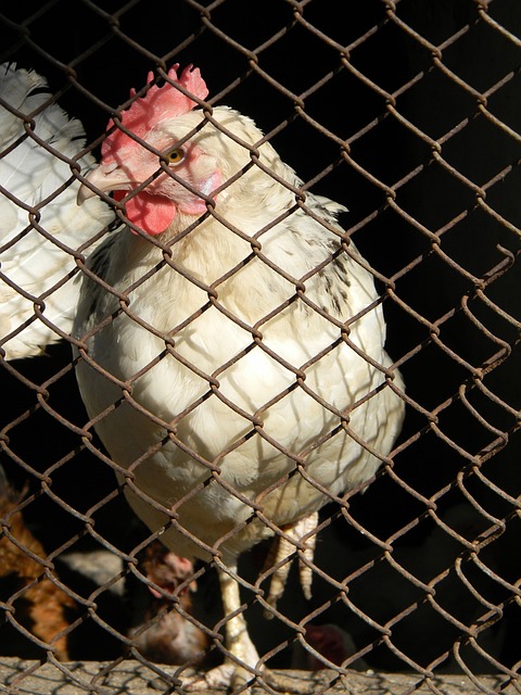 上海海港队 上海海港队